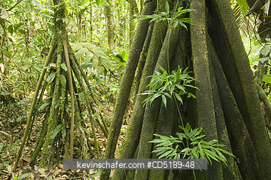 PANAMA: Socrates palms, (Socratea durissima), Stilt roots, Darien National Park PANAMA