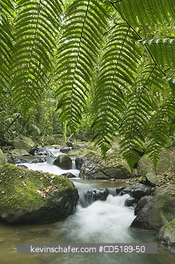 PANAMA: Cana River and Rainforest, Darien National Park PANAMA