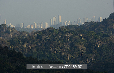 PANAMA: Panama, Panama City seen over rainforest from Soberania National Park