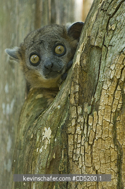 LEMURS: Hubbard\'s Sportive Lemur, (Lepilemur hubbardorum) Zombitse Nat. park, MADAGASCAR
