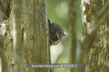 LEMURS: Hubbard\'s Sportive Lemur, (Lepilemur hubbardorum) Zombitse Nat. park, MADAGASCAR