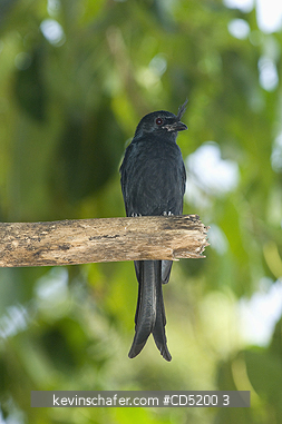 BIRDS, MADAGASCAR: Crested Drongo, (Dicrurus forficatus), Ankaranfanstika National Park, MADAGASCAR