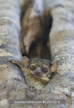 LEMURS: Milne-Edwards Sportive Lemur, (Lepilemur edwardsi), Ankarafantsika National park, AMPIRJOROA RESERVE, Madagascar, roost hole in daytime.
