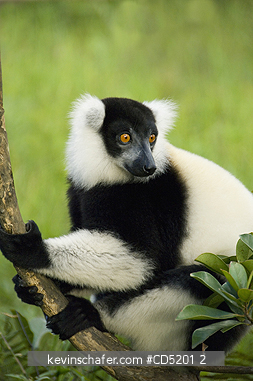 LEMURS: Black and White Ruffed Lemur, (Varecia variegata), Mantadia National Park, Madagascar CAPTIVE