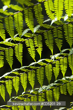 FERNS: Fern Leaves, Mantadia National Park, Madagascar