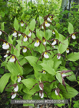 FLOWERS, LADY SLIPPER: Mountain Ladyslipper Orchid (Cypripedium montanum) Methow Valley, Washington, Spring