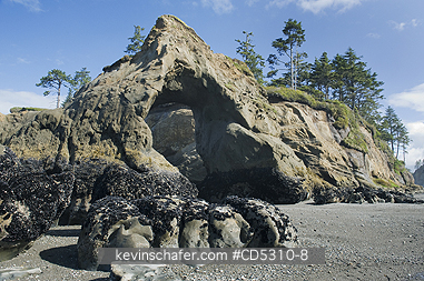 WASHINGTON, COAST: Natural Arch and Seastack at Low Tide, Tunnel Island, Quinault Indian Reservation, Washington, Pacific Coast USA