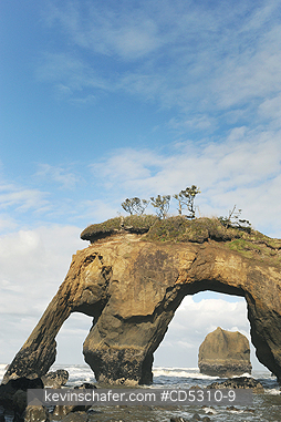 WASHINGTON, COAST: Elephant Island and Tunnel Island area, Pacific Coast, Quinault Indian Reservation, Olympic Peninsula, Washington - Elephant Rock, Tunnel Island, Pacific Coast, Quinault Indian Reservation, Olympic Peninsula, Washington - Note: Taken ca. 2010 - Elephant R