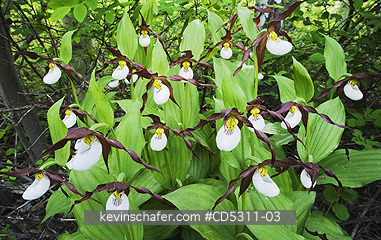 FLOWERS, LADYSLIPPER: Mountain Ladyslipper Orchids (Cypripedium montanum) WILD, Methow Valley, Washington, JUNE