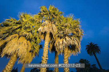 CALIFORNIA, PALM TREE: Palm Trees at night with streetlights, Oakland, California USA