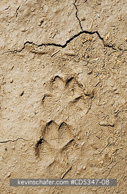 KIT FOXES: San Joaquin Kit Fox tracks, Carrizo Plain National Monument, Southern California