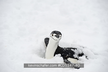 PENGUINS, CHINSTRAP: Chinstrap Penguin (Pygoscelis antarctica) Heavy snow on nesting colony, Antarctic Peninsula
