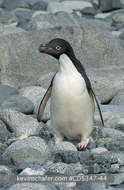 PENGUINS, ADELIE: Adelie Penguin (Pygoscelis adeliae) Carrying pebble for nest, Antarctic Peninsula, Antarctica