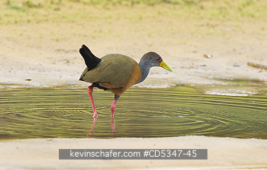RAIL, GREY NECKED WOOD: Grey-necked Wood Rail (Aramides cajanea) Pantanal, BRAZIL