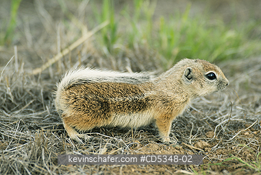SQUIRREL, ANTELOPE: San Joaquin Antelope Squirrel (Ammospermophilus nelsoni) Endangered, Carrizo Plain National Monument, California