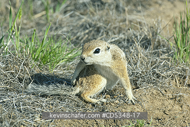 SQUIRREL, ANTELOPE: San Joaquin Antelope Squirrel (Ammospermophilus nelsoni) Endangered, Carrizo Plain National Monument, California