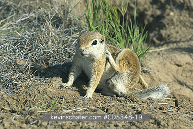 SQUIRREL, ANTELOPE: San Joaquin Antelope Squirrel (Ammospermophilus nelsoni) Endangered, Carrizo Plain National Monument, California