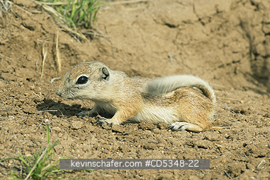 SQUIRREL, ANTELOPE: San Joaquin Antelope Squirrel (Ammospermophilus nelsoni) Endangered, Carrizo Plain National Monument, California