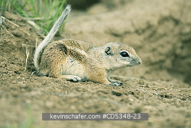 SQUIRREL, ANTELOPE: San Joaquin Antelope Squirrel (Ammospermophilus nelsoni) Endangered, Carrizo Plain National Monument, California