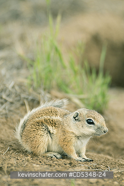 SQUIRREL, ANTELOPE: San Joaquin Antelope Squirrel (Ammospermophilus nelsoni) Endangered, Carrizo Plain National Monument, California