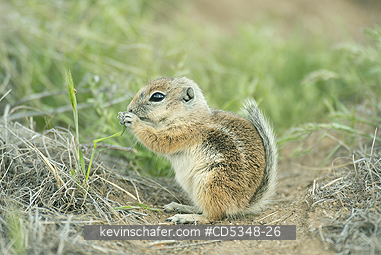 SQUIRREL, ANTELOPE: San Joaquin Antelope Squirrel (Ammospermophilus nelsoni) Endangered, Carrizo Plain National Monument, California
