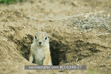 SQUIRREL, ANTELOPE: San Joaquin Antelope Squirrel (Ammospermophilus nelsoni) Endangered, Carrizo Plain National Monument, California