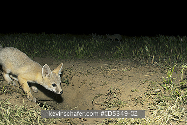 KIT FOXES: San Joaquin Kit Fox pup outside den (Vulpes macrotis mutica) Endangered, Carrizo Plain NM, California