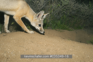 KIT FOXES: San Joaquin Kit Fox (Vulpes macrotis mutica)Sniffing at entrance to den,  Endangered, Carrizo Plain NM, California
