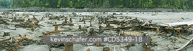 WASHINGTON, USA: Elwha River, restored river exposes trees buried in sediment for 100 years, Olympic Peninsula, Washington State