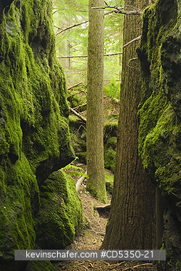 WASHINGTON, FORESTS: Tree roots grown down from rock, Talus Rocks, Tiger Mountain State Forest, Washington 