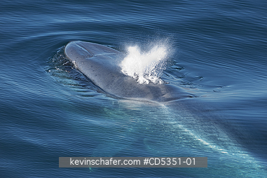 WHALES, BLLUE: Blue Whale (Balaenoptera musculus) Blowing at surface, Svalbard, Arctic Norway