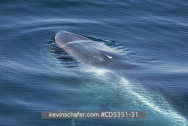 WHALES, BLUE: Blue Whale (Balaenoptera musculus) Rising to surface, Svalbard, Arctic Norway