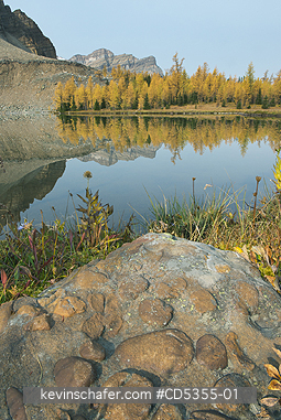 CANADA, BRITISH COLUMBIA: Conglomerate rock and autumn larches, Gog Lake, Mt. Assiniboine Provincial Park, British Columbia, Canada SEPTEMBER