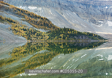 CANADA, BRITISH COLUMBIA: Canada, British Columbia, Mt. Assiniboine Provincial Park, Lake Magog, Yellow Larch trees form reflection in form of Siamese Fighting Fish, September