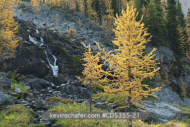 CANADA, BRITISH COLUMBIA: Western Larch (Larix occidentalis), Mt. Assiniboine Provincial Park, British Columbia, Canada SEPTEMBER