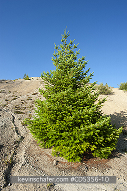 TREES, FIR: Douglas Fir (Pseudotsuga menziesii) growing in volcanic ash desert from 1980 eruption, Windy Ridge, Mt. St. Helens, Washington State