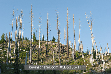 MT ST HELENS, WASHINGTON: Trees killed by 1980 eruption, Blast Zone, Windy Ridge, Mt. St. Helens National Monument, Washington