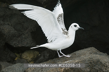 SWALLOW TAILED GULLS: Swallow-tailed Gull (Creagrus furcatus), Juvenile, Galapagos islands, Ecuador