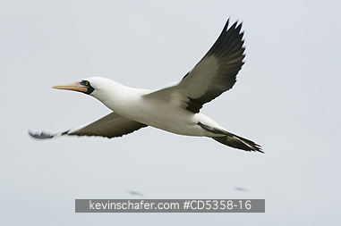 NAZCA BOOBY: Nazca Booby (Sula granti) In flight, Genovesa Island, Galapagos, Ecuador