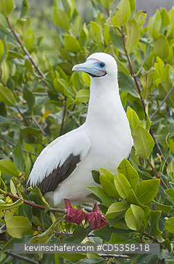 RED FOOTED BOOBY: Red-footed Booby (Sula sula websteri) White Phase, Genovesa Island, Galapagos