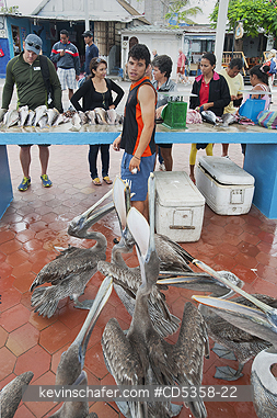 BROWN PELICAN: Brown Pelicans, Beggars at Fish Market, Puerto Ayora, Galapagos islands, Ecuador