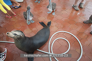 SEA LIONS AND BROWN PELICAN: Galapagos Sea Lion and Brown Pelicans, beggars at Fish Market, Puerto Ayora, Galapagos islands, Ecuador
