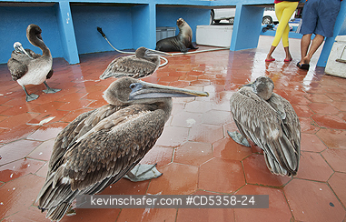 BROWN PELICAN: Brown Pelicans, beggars at Fish Market, Puerto Ayora, Galapagos islands, Ecuador