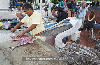 BROWN PELICANS: Brown Pelican, Beggars at Fish Market, Puerto Ayora, Galapagos islands, Ecuador