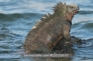 GALAPAGOS MARINE IGUANAS: Galapagos Marine Iguana (Amblyrhynchus cristatus) Feeding on marine algae, Santiago island, Galapagos