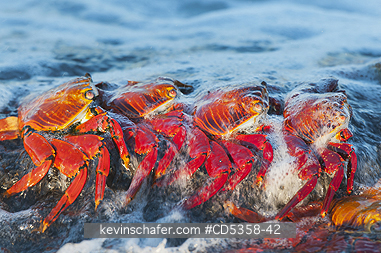 SALLY LIGHTFOOT CRABS: Sally Lightfoot Crab (Grapsus grapsus) In surf, Galapagos Islands, Ecuador