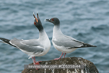 SWALLOW TAILED GULLS: Swallow-tailed Gull (Creagrus furcatus), Courting Pair, Galapagos islands, Ecuador