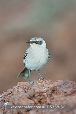 GALAPAGOS MOCKINGBIRDS: Gal�pagos Mockingbird (Mimus parvulus) Isla Rabida, Galapagos islands, Ecuador