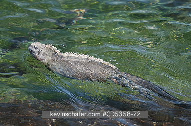 GALAPAGOS MARINE IGUANAS: Galapagos Marine Iguana (Amblyrhynchus cristatus) Swimming, Fernandina Island, Galapagos