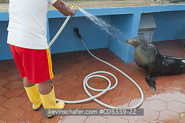 GALAPAGOS: Galapagos Sea Lion adopted by local fisherman, Fish Market, Puerto Ayora, Galapagos islands, Ecuador